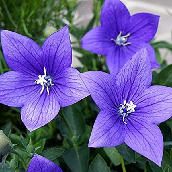 200 Balloon flower seeds(white, blue). Ships free