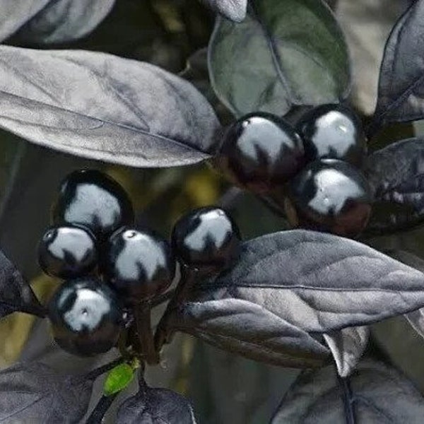 20 Black Pearl Ornamental Pepper Seeds. Ships free