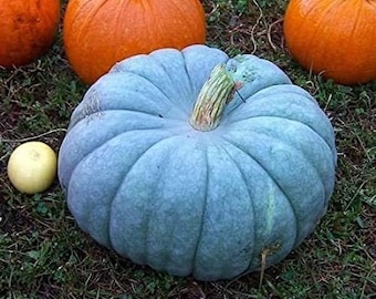 10 Jarrahdale Blue Pumpkin Seeds. Organic. Ships free