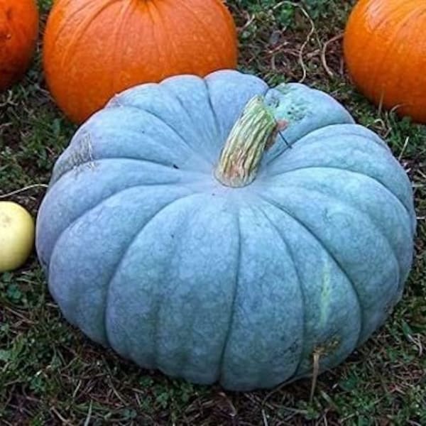 10 Jarrahdale Blue Pumpkin Seeds. Organic. Ships free