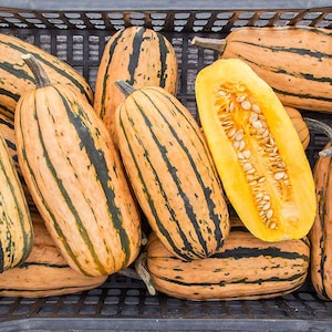 May include: A collection of oblong squash with orange and green stripes, some whole and one cut open to reveal seeds. The squash are arranged in a black plastic crate, showcasing their natural colors and textures.