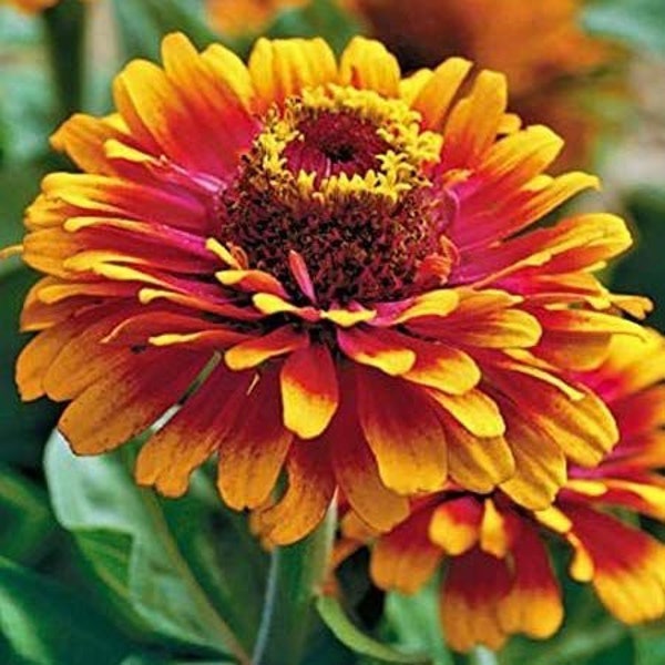 50 Zowie Yellow Flame Zinnia Seeds. Organic. Ships 3