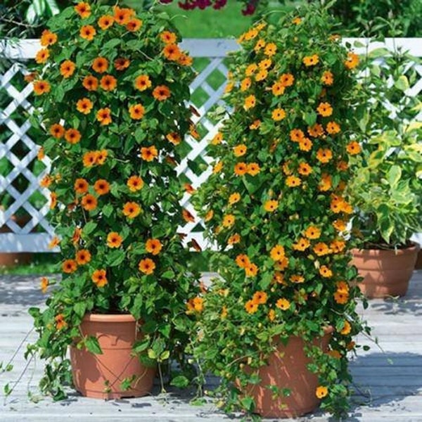 60 Susie Orange Black Eye Vine Thunbergia Seeds. ships free