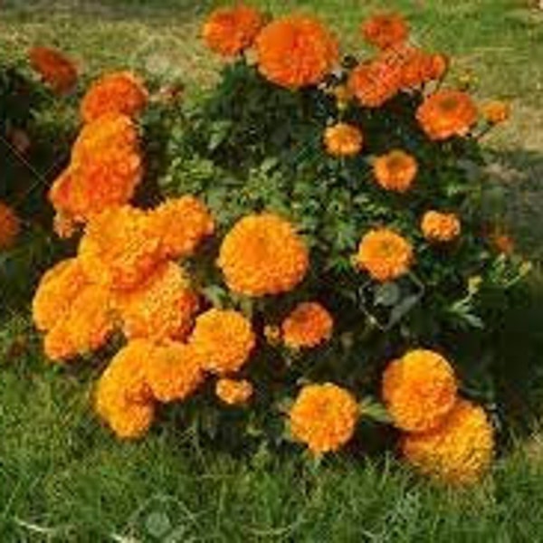 100 Orange Inca Marigold Seeds. Organic. Ships free