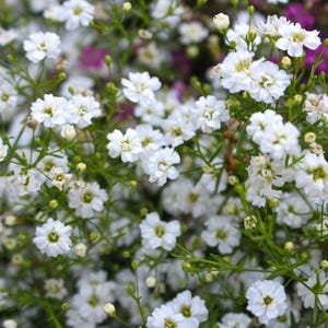 200 Baby's Breath Seeds. Ships free