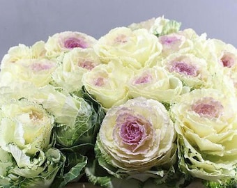 10 Condor White Ornamental Kale Seeds.