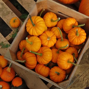 May include: A wooden crate filled with a variety of small, orange pumpkins. The pumpkins are arranged in a random pattern and some are stacked on top of each other.