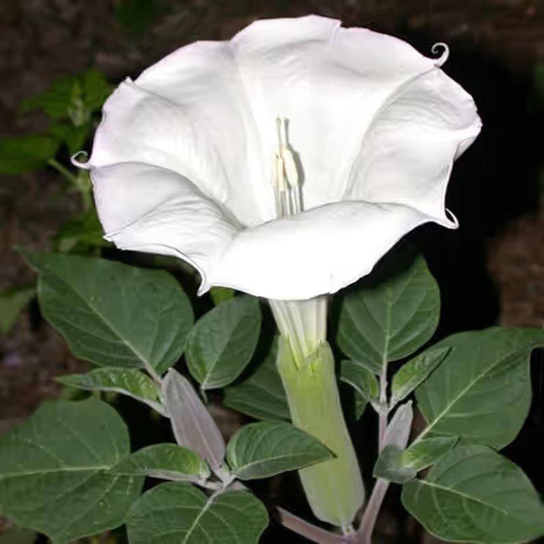 100 White Angel's Trumpet Datura Seeds. Ships free