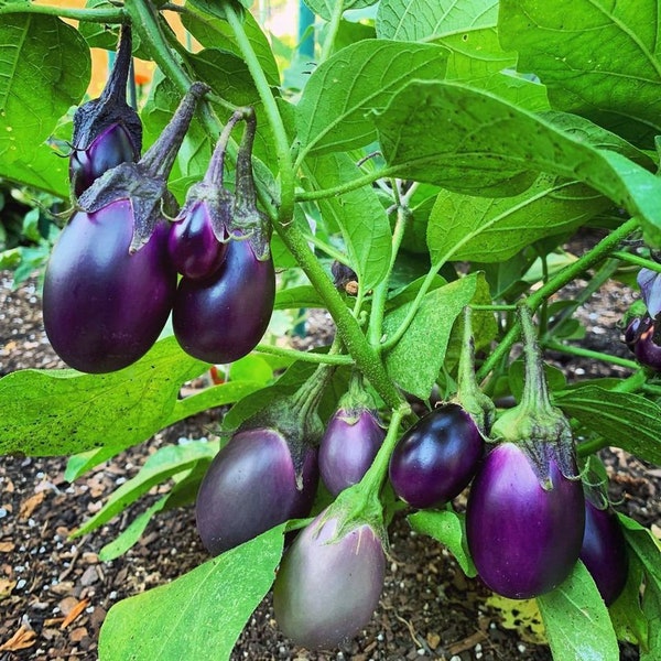 40 Patio Baby Eggplant Seeds. Organic. Ships free