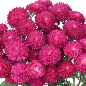May include: A bouquet of magenta aster flowers with a white center. The flowers are arranged in a cluster, with some of the flowers overlapping.