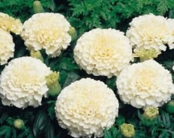May include: A cluster of white marigold flowers with fluffy petals. The flowers are in full bloom and have a bright, cheerful appearance.