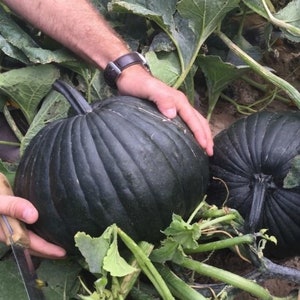 May include: Two large, dark green pumpkins with deep ridges growing in a field. One pumpkin is being held by a hand.