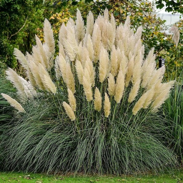 White Pampas Ornamental Grass Seeds.