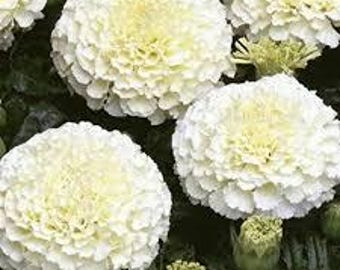 May include: Close-up of several large, creamy white marigold flowers with a soft, rounded shape. The petals are densely packed, creating a full, textured appearance. The flowers have a pale yellow center and are surrounded by green foliage.