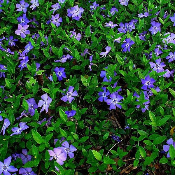 50 Periwinkle Plants - Vinca Minor. (bare root plants) Walk on Ground Cover.