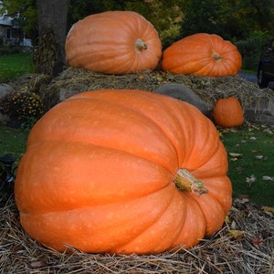 May include: Four large orange pumpkins, one of which is significantly larger than the others, are sitting on a bed of straw. The pumpkins are all a vibrant orange color and have a smooth, slightly textured surface.