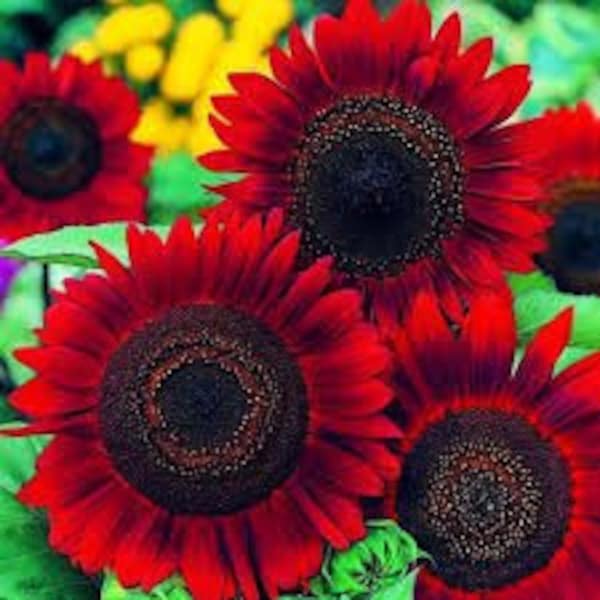 50 Red Sun Sunflower Seeds. Ships free