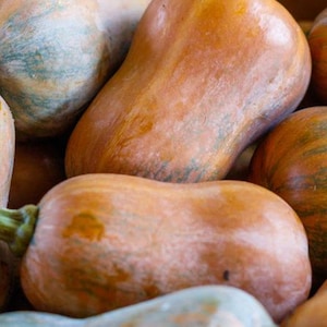 May include: A close-up of a group of butternut squash with varying shades of orange, brown, and green. The squash have a smooth, slightly bumpy texture.