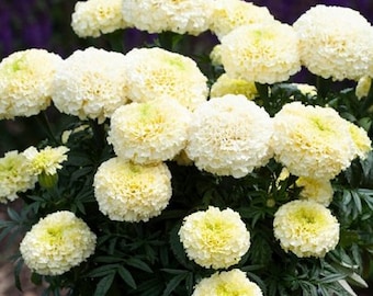 May include: A close-up of a bouquet of white marigold flowers with green leaves. The flowers are in full bloom and have a fluffy, pom-pom like appearance.