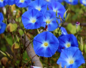 50 Heavenly Blue Morning Glory Seeds. Ships free