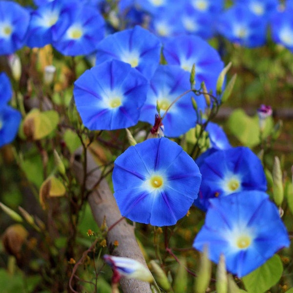 50 Heavenly Blue Morning Glory Seeds. Ships free