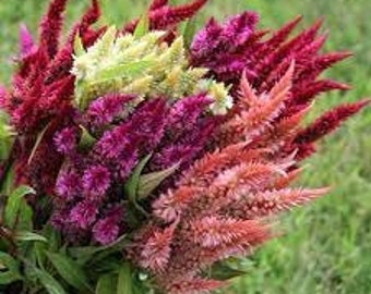 200 Celway Celosia Plumosa Mix Seeds. Ships free