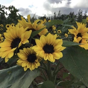 May include: A close-up of a bouquet of bright yellow sunflowers with dark brown centers. The sunflowers are in full bloom and have green leaves.