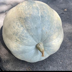 10 Seafoam Blue Giant Pumpkin Seeds. Ships free