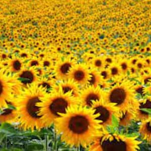 May include: A field of bright yellow sunflowers in full bloom. The sunflowers are facing the sun, with their dark brown centers and yellow petals.