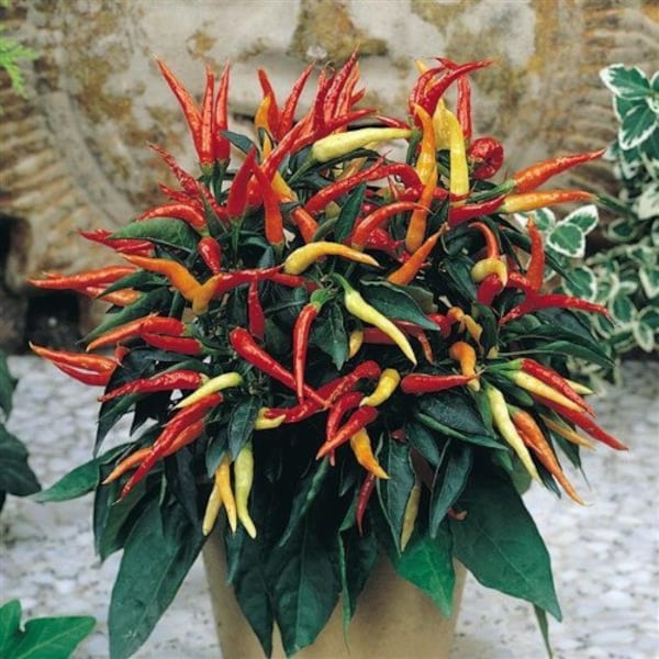 50 Patio Fire & Ice Ornamental Pepper Seeds. Ships free