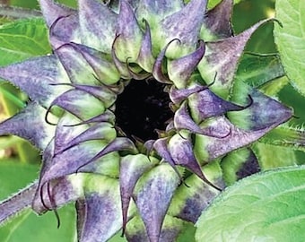 May include: Close-up of a purple and green sunflower bud. The petals are pointed and have a dark purple hue with green streaks. The center of the bud is dark brown.