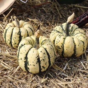 May include: Three small, striped squash with green and white markings. The squash are sitting on a bed of straw.