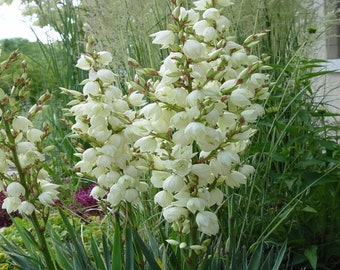 May include: A close-up of a yucca plant with multiple stalks of white bell-shaped flowers. The plant has long, green, sword-like leaves. The background includes other greenery and a glimpse of a building.