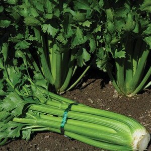 500 Tall Utah Celery Seeds. Ships free.