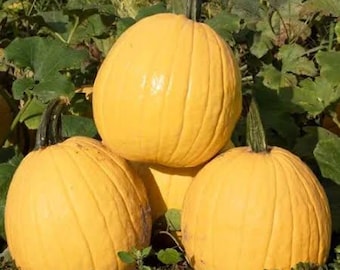 10 Lemonade Pumpkin Seeds. Ships free