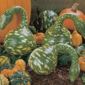 May include: An assortment of gourds and pumpkins in various shapes and colors. The foreground features several green gourds with long, curved necks and speckled patterns. Other pumpkins are orange, yellow, and green, creating a fall harvest theme.