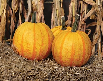 10 Fireball Pumpkin Seeds. Ships free