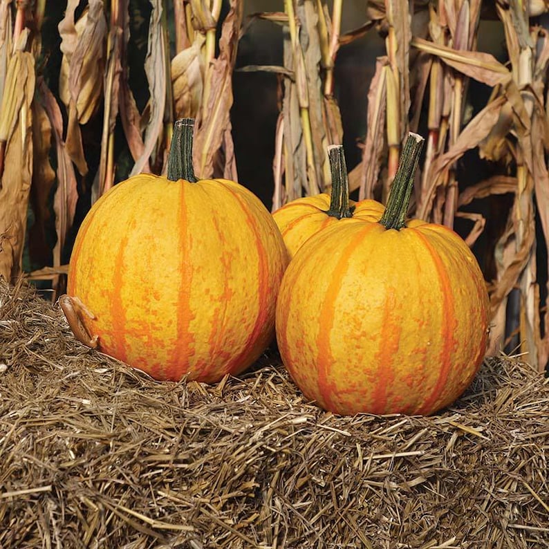 May include: Three round pumpkins with yellow and orange vertical stripes, resting on a bed of hay. The pumpkins have green stems and are set against a backdrop of dried corn stalks, evoking an autumn harvest theme.