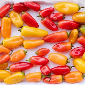 Mini sweet peppers 50 seeds. Assorted colors