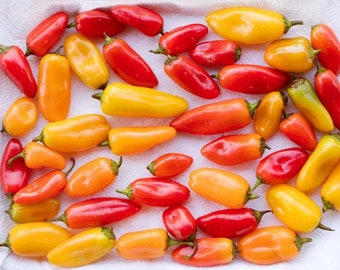 50 Mini Sweet Peppers Seeds. Assorted colors. Ships free