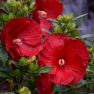 May include: Close-up of red hibiscus flowers in bloom. The flowers have a deep red color and are surrounded by green leaves.