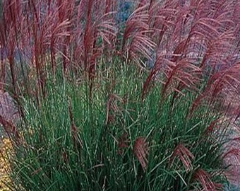 100 Morning Light Maiden Grass Miscanthus Seeds. Ships free