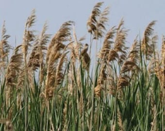 Reed Grass. Ornamental. Seeds.
