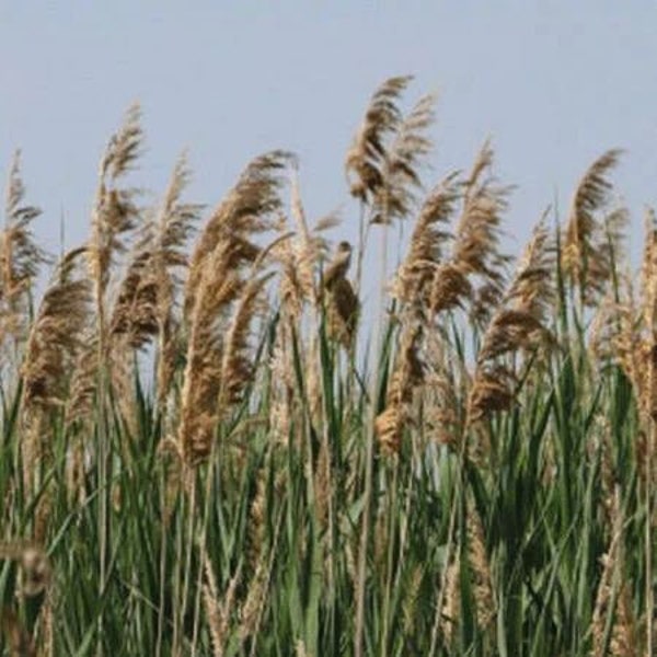 Reed Grass. Ornamental. Seeds.