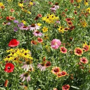 200 Wildflower Mix Seeds. Perennial. Ships free