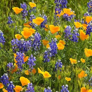 May include: A field of wildflowers with a mix of blue lupine and yellow poppy flowers.