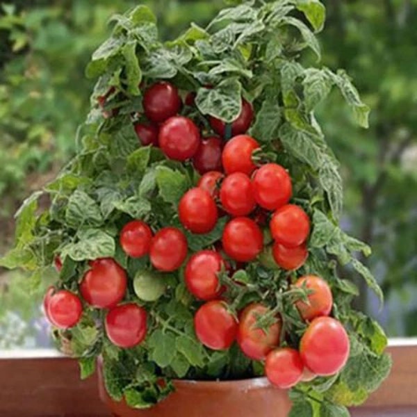 40 Patio Tomato Seeds. Ships free