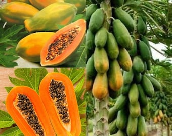 May include: A close-up of a papaya fruit cut in half, revealing the seeds and flesh. The papaya is orange and the seeds are black. The fruit is surrounded by green leaves. There are also several whole papayas on a tree in the background.