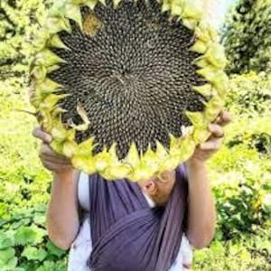 May include: A person holding a large sunflower head with a dark center and yellow petals. The sunflower is held in front of the person, obscuring their face. The person is wearing a purple baby carrier.