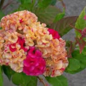 May include: A cluster of bright yellow and pink flowers with ruffled petals. The flowers are part of a Celosia plant, also known as a cockscomb.